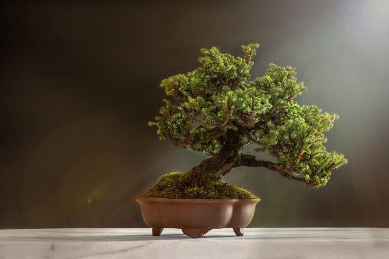 L’arbre bonsaï: Entretien et maintenance